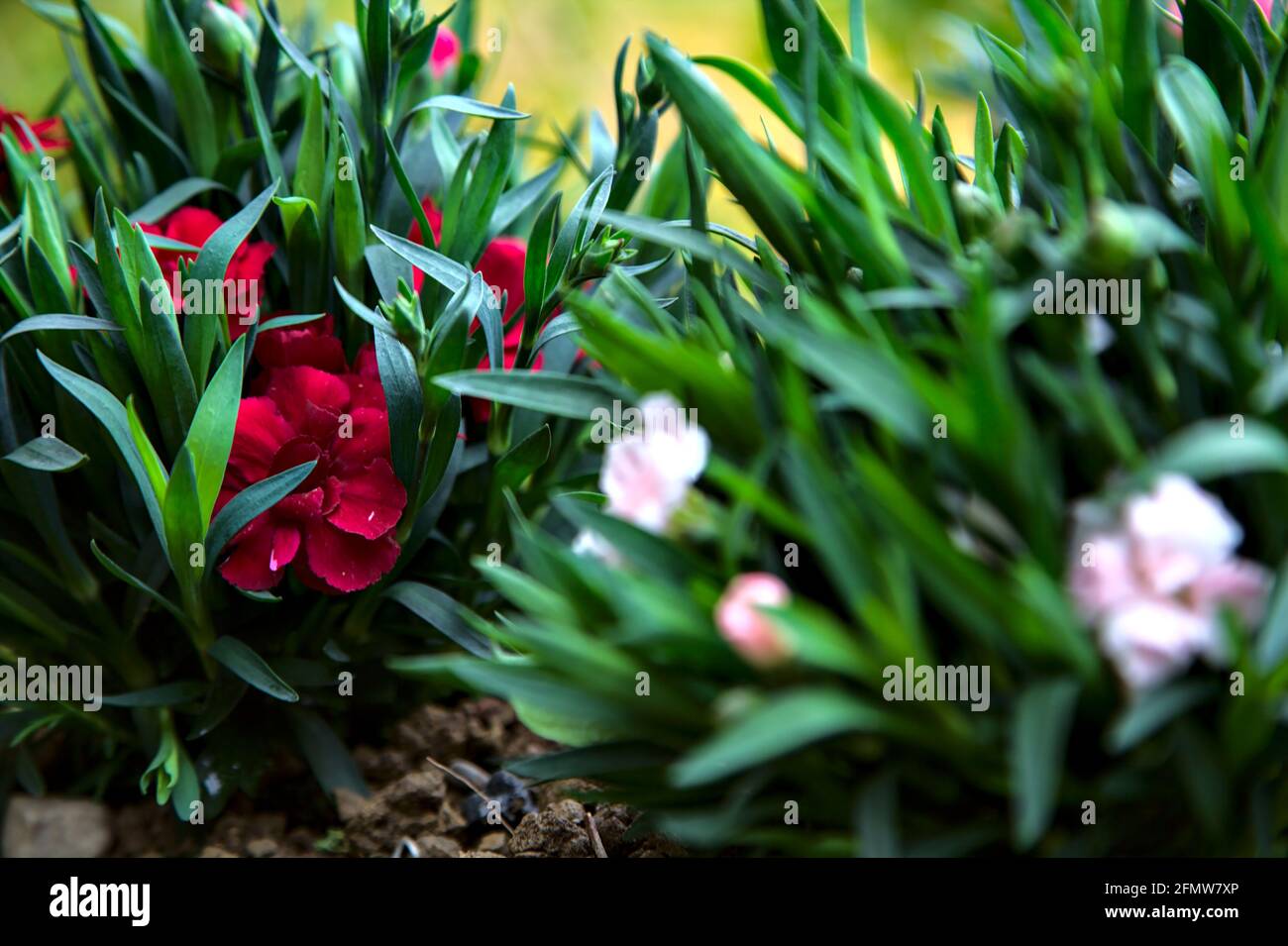 Carnations in various colors seen up close Stock Photo