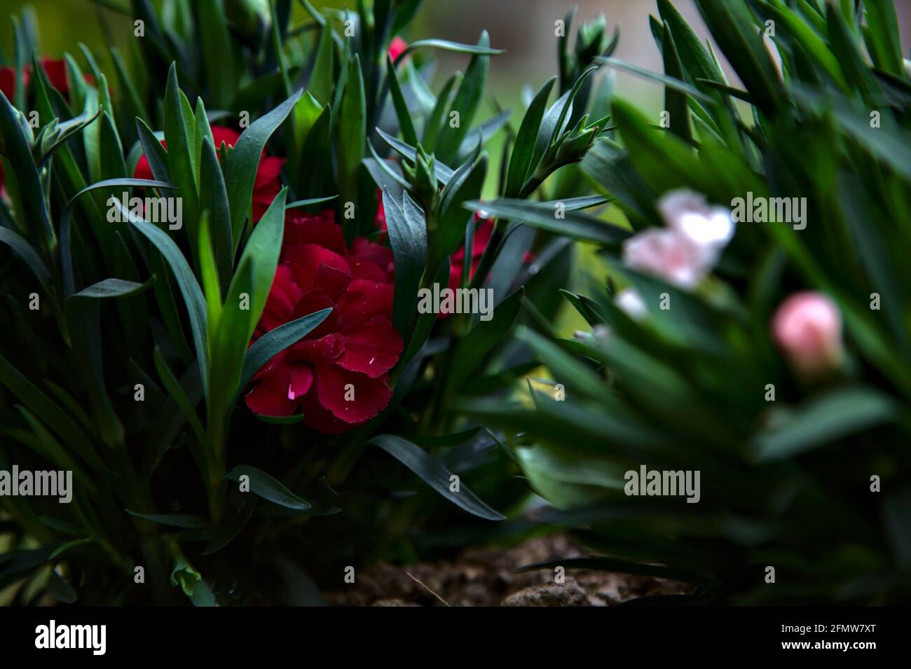 Carnations in various colors seen up close Stock Photo