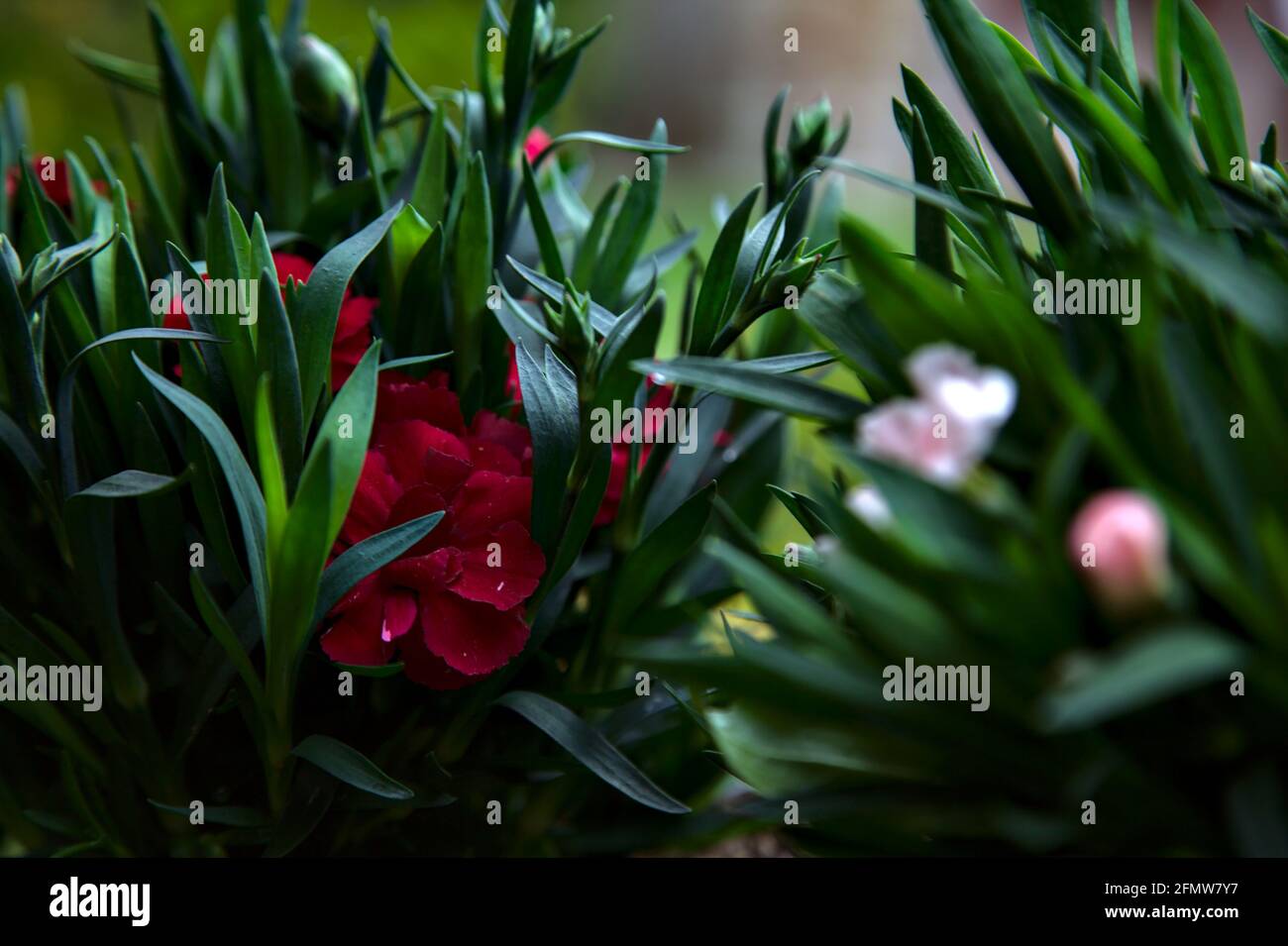 Carnations in various colors seen up close Stock Photo