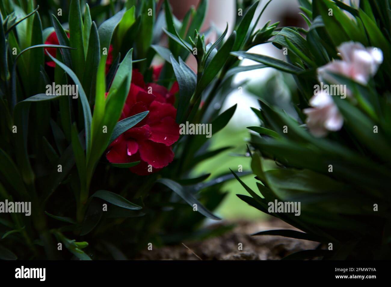 Carnations in various colors seen up close Stock Photo