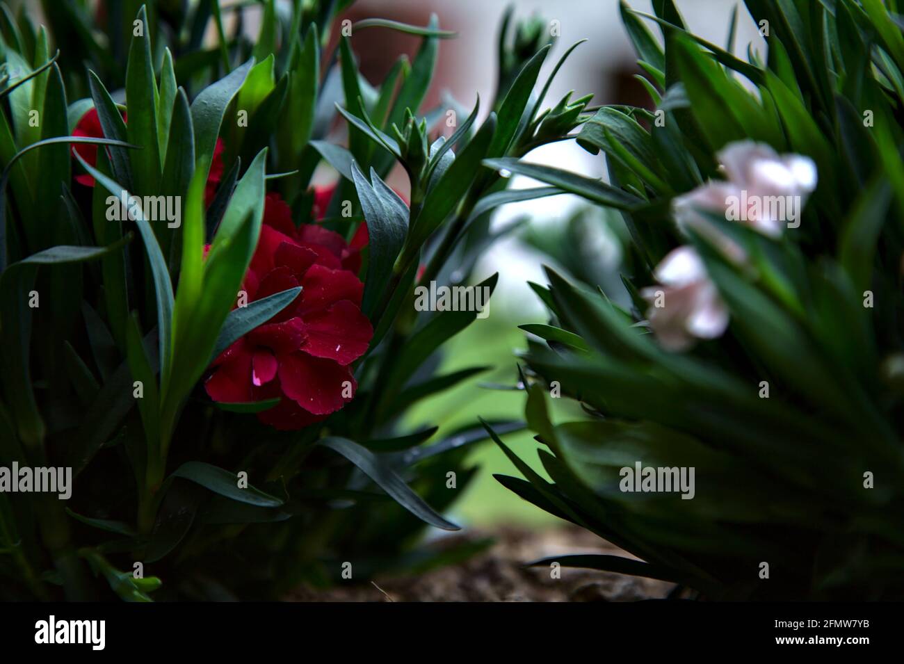 Carnations in various colors seen up close Stock Photo