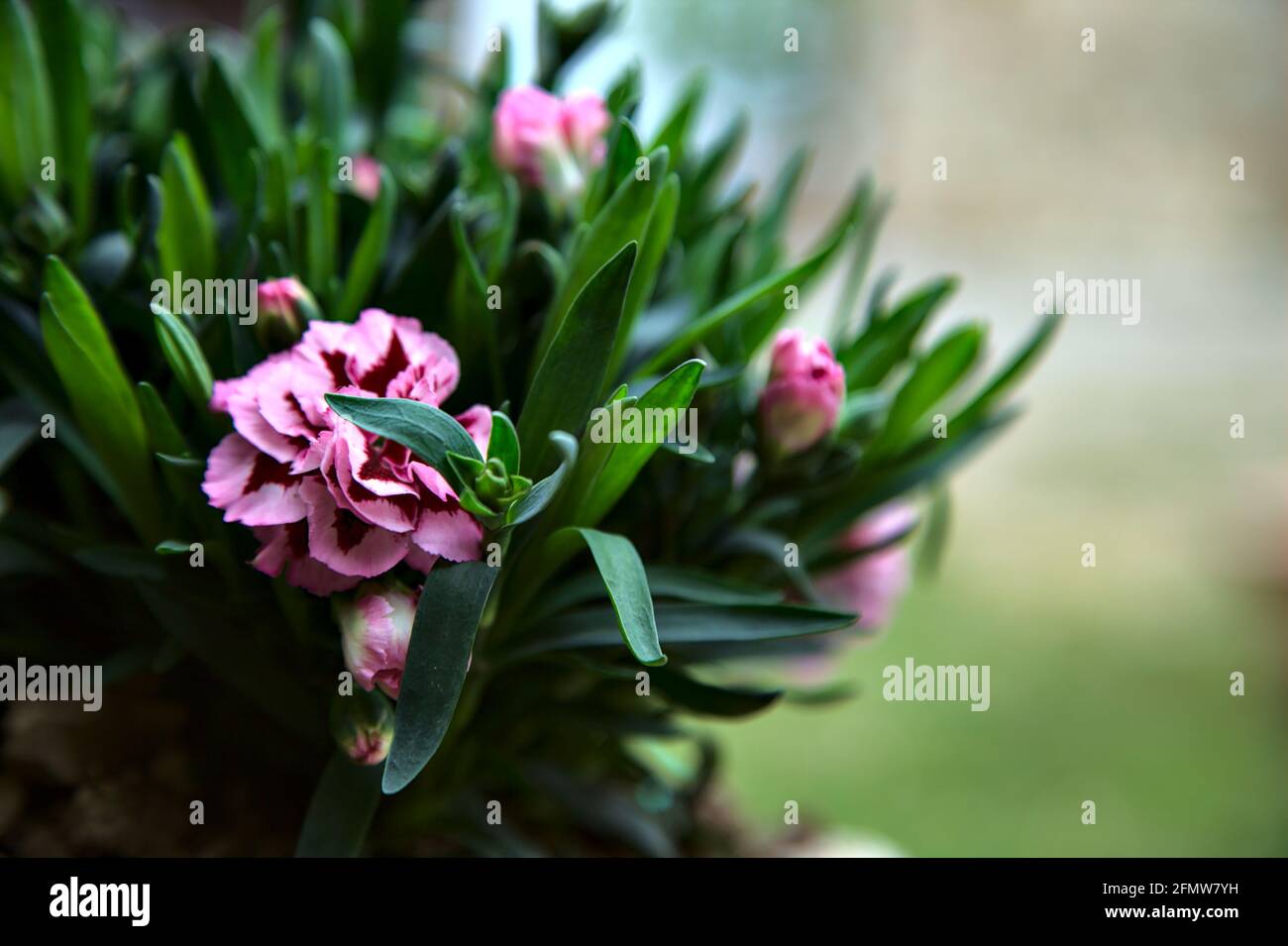 Carnations in various colors seen up close Stock Photo