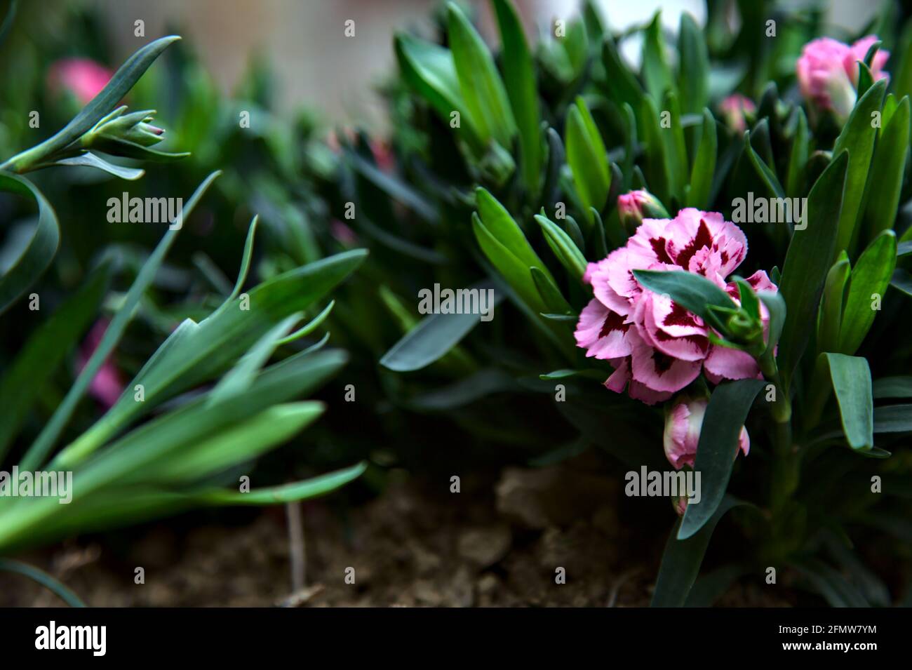 Carnations in various colors seen up close Stock Photo