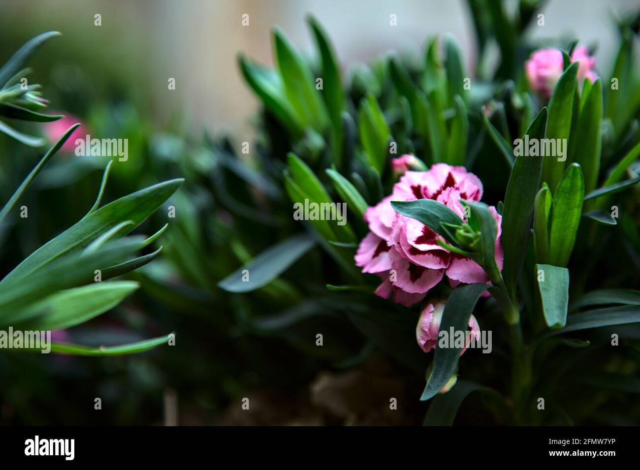 Carnations in various colors seen up close Stock Photo