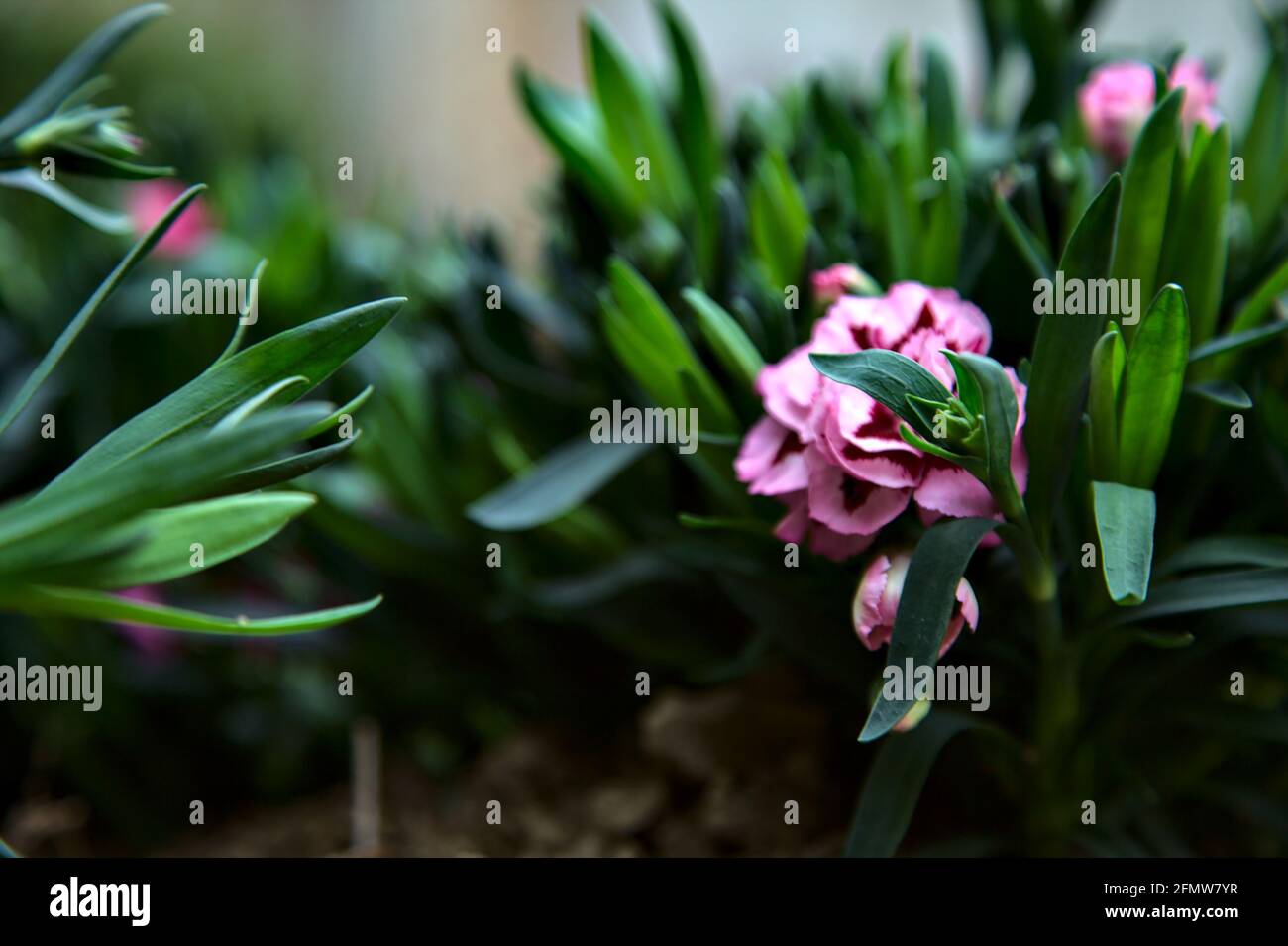 Carnations in various colors seen up close Stock Photo