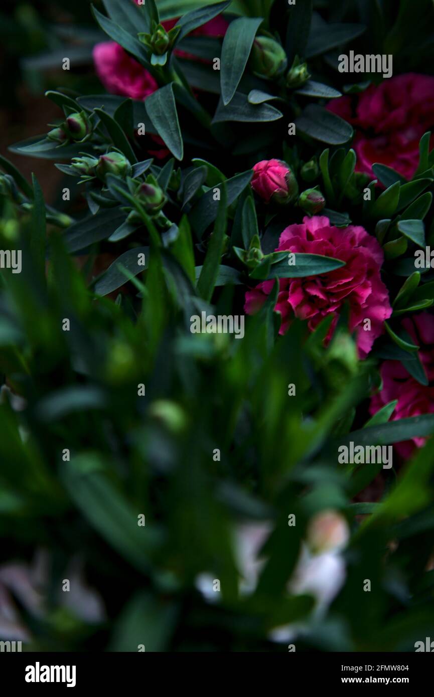 Carnations in various colors seen up close Stock Photo