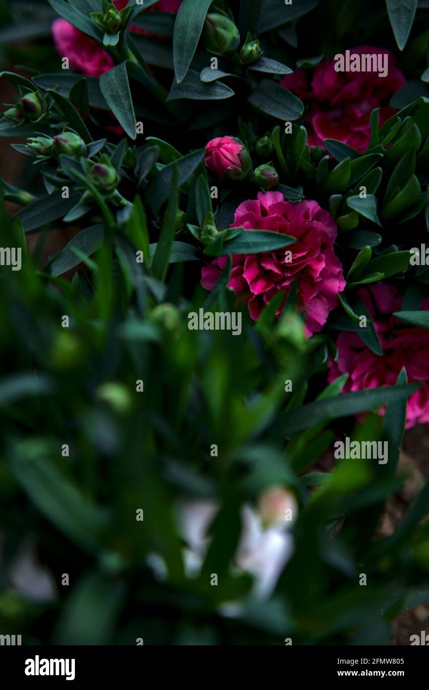 Carnations in various colors seen up close Stock Photo