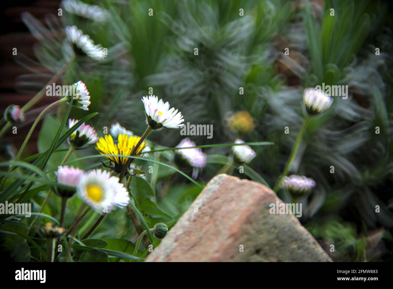 Daisies and dandelions in the grass Stock Photo