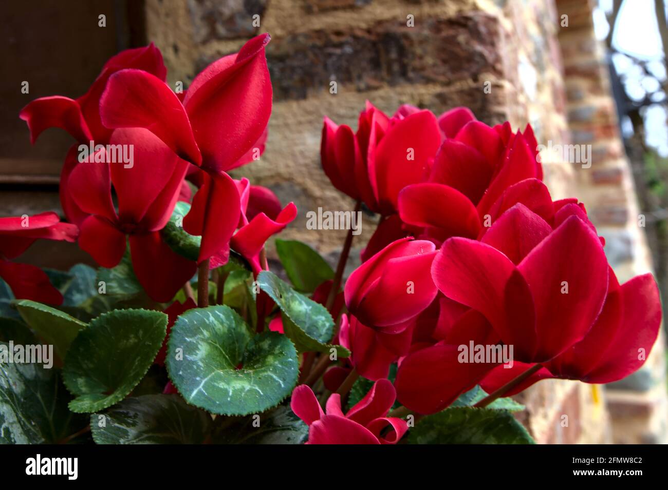 Potted red cyclamen seen up close Stock Photo