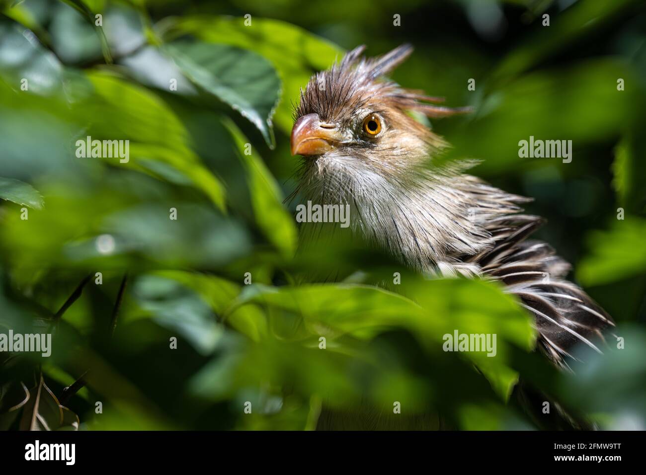 Guira cuckoo (Guira guira), a South American bird with an orange-rufous crest, at Zoo Atlanta in Atlanta, Georgia. (USA) Stock Photo