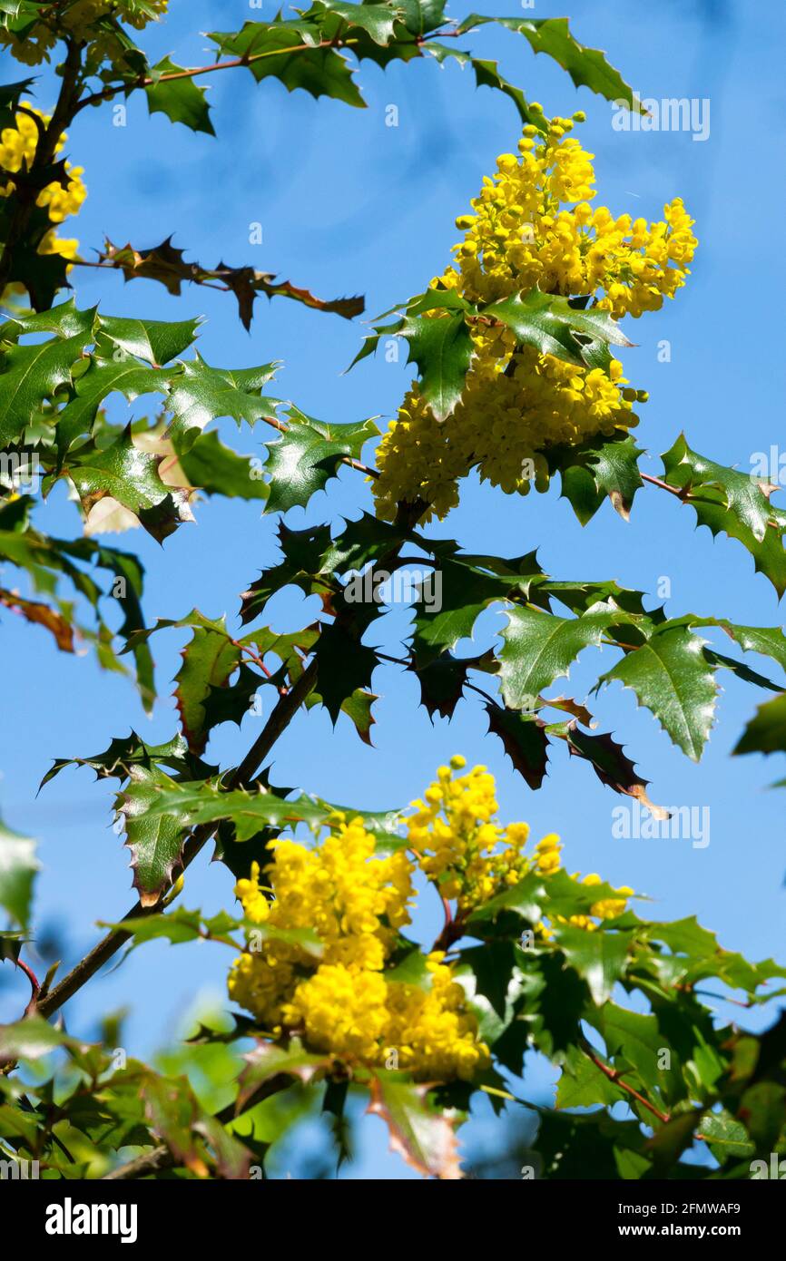 Flowering shrubs Mahonia aquifolium Oregon Grape Yellow Mahonia Flowers Tall Oregon Grape Against Blue sky Mahonia 'Apollo' Holly-Leaved Barberry Stock Photo