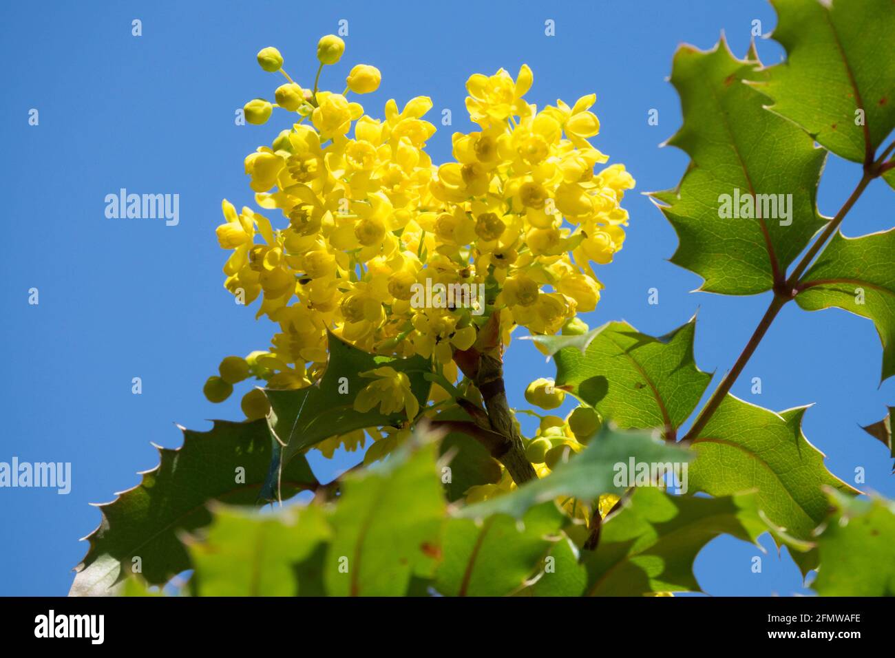 Yellow Flowers Tall Oregon Grape Mahonia aquifolium Oregon Grape Holly Mahonia 'Apollo' Blooming Flower Spring Flowering Holly-Leaved Barberry Blooms Stock Photo
