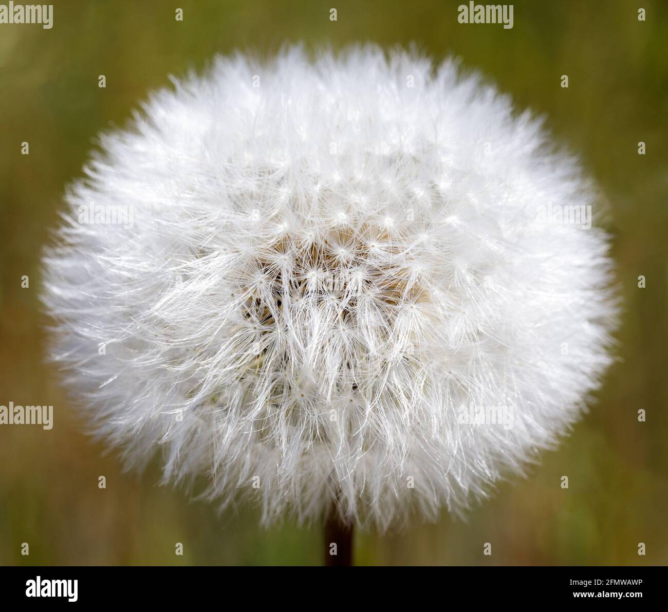 Dandelion seed head. San Mateo County, California, USA. Stock Photo