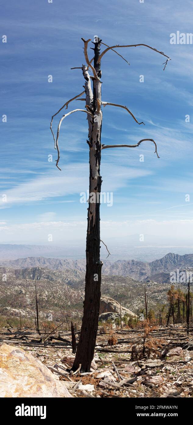 Lone burnt tree standing alone in decimated forest atop Mt. Lemmon, Santa Catalina Mountains, near Tucson, Arizona. This area was the result of two ma Stock Photo