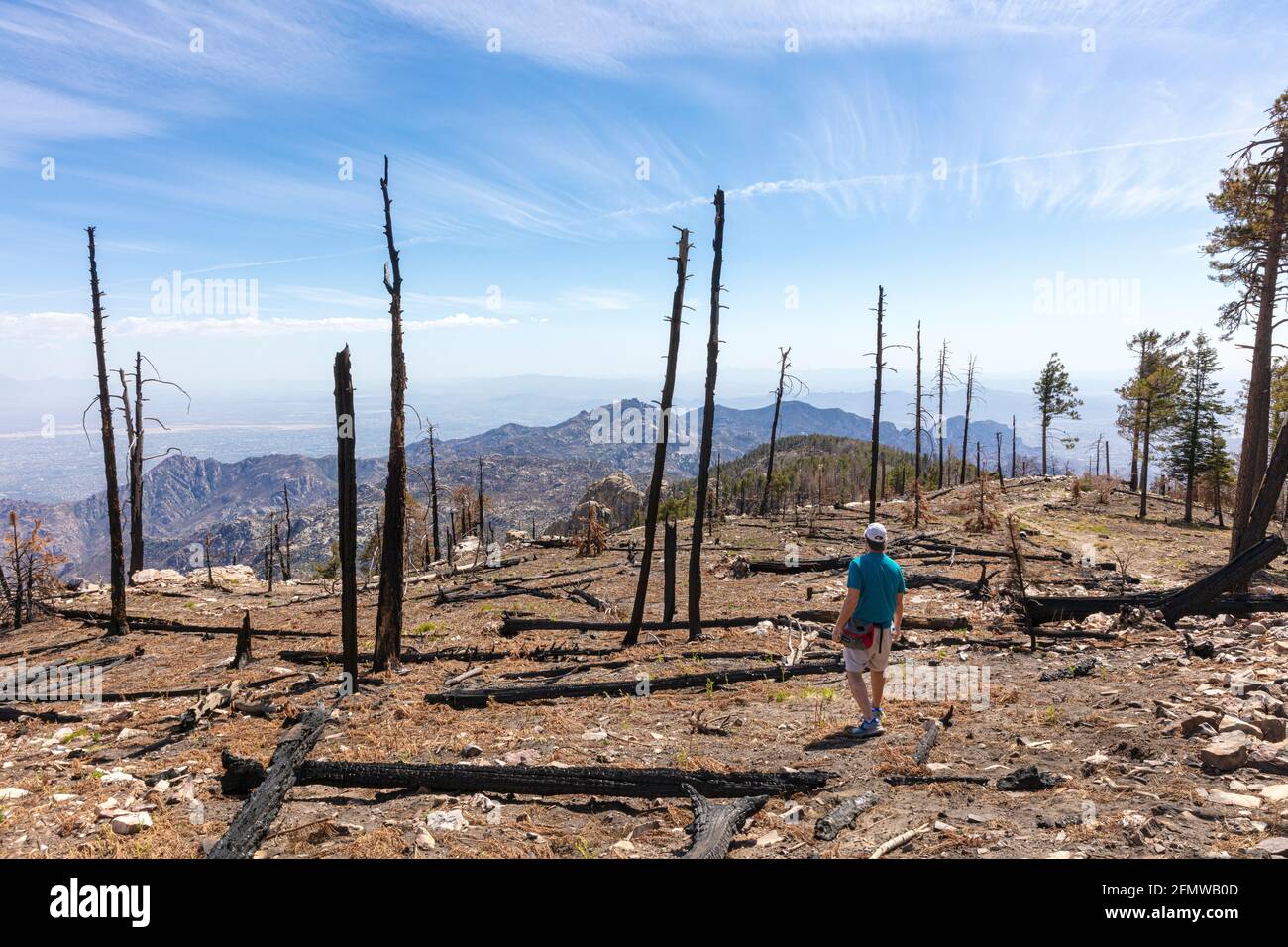 Burnt trees in decimated forest atop Mt. Lemmon, Santa Catalina Mountains, near Tucson (in the distance), Arizona. Stock Photo