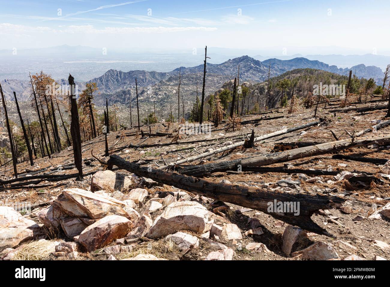 Burnt trees in decimated forest atop Mt. Lemmon, Santa Catalina Mountains, near Tucson (in the distance), Arizona. Stock Photo