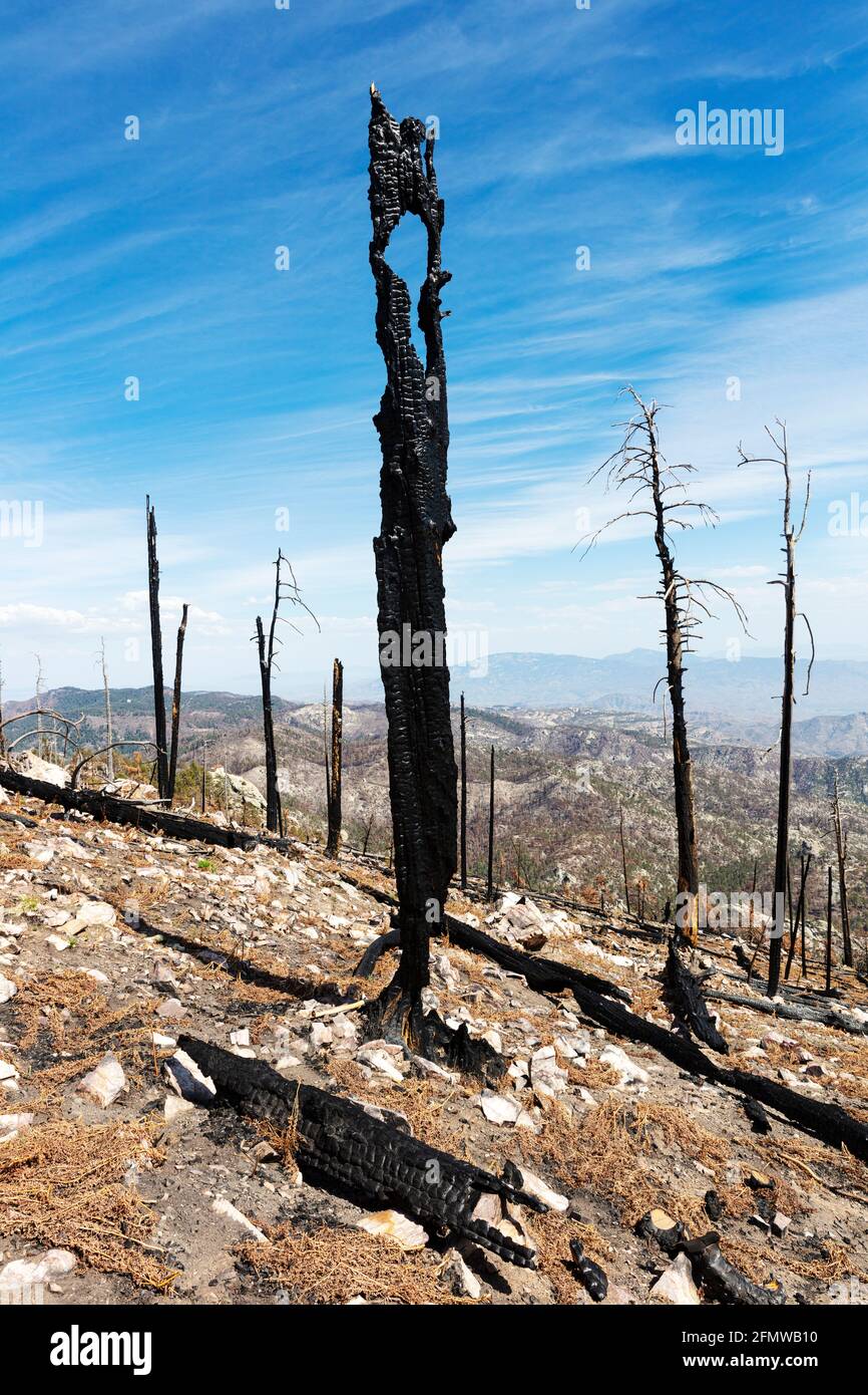 Burnt trees in decimated forest atop Mt. Lemmon, Santa Catalina Mountains, near Tucson (in the distance), Arizona. This area was the result of two maj Stock Photo