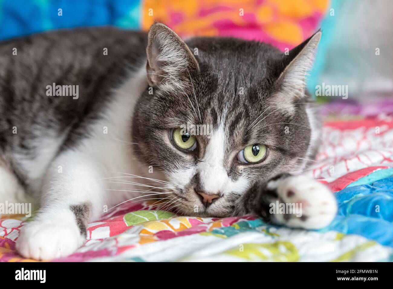 Domestic Shorthair, striped grey and white tabby cat, relaxing. Stock Photo