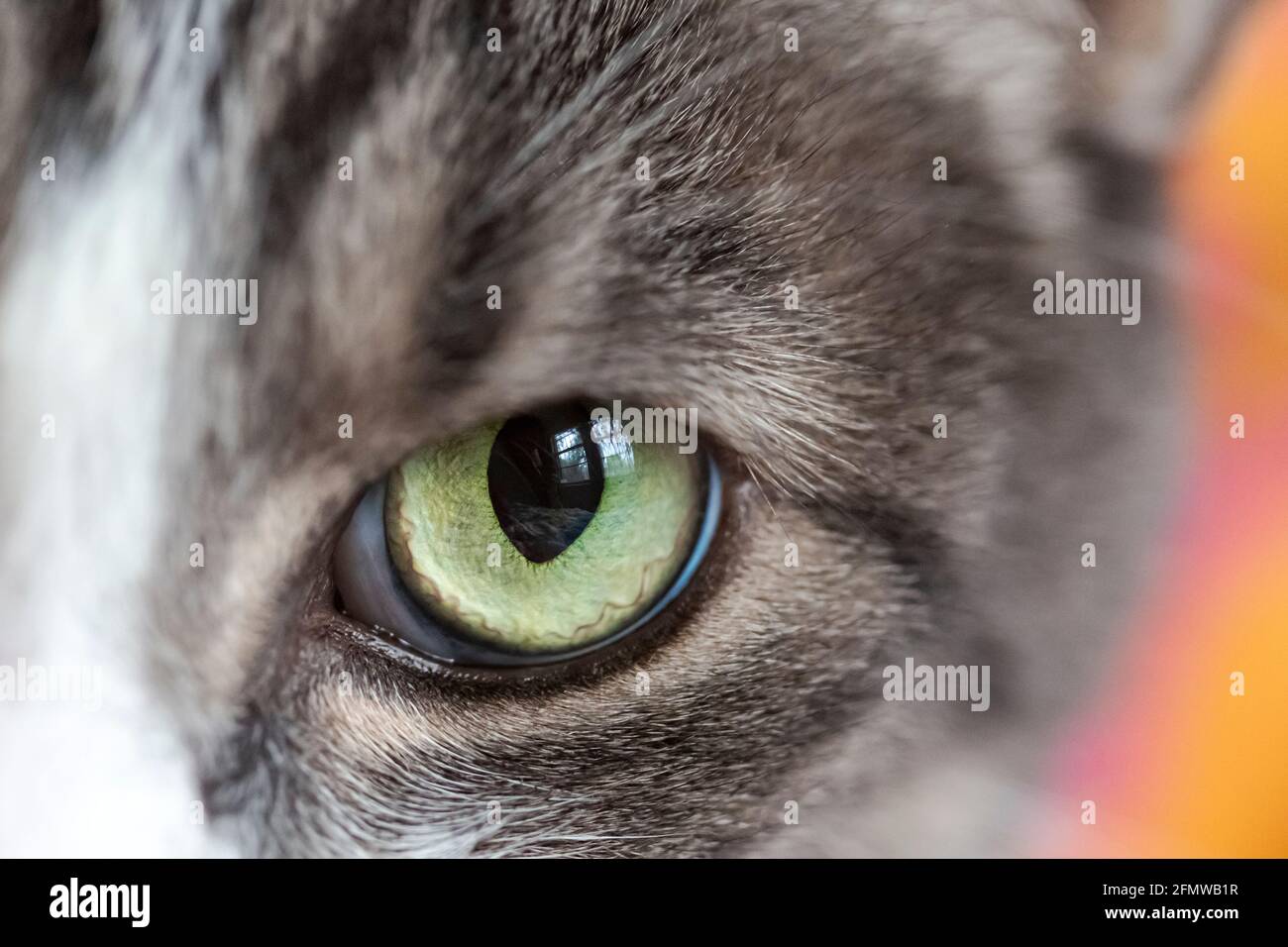Close up of green cat eye, Domestic Shorthair, striped grey and white tabby cat. Stock Photo