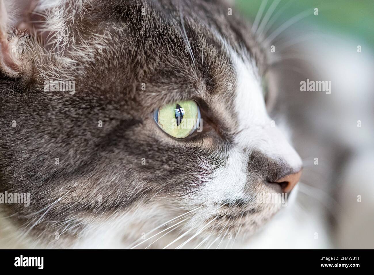 Close up profile of a Domestic Shorthair, striped grey and white tabby cat. Stock Photo