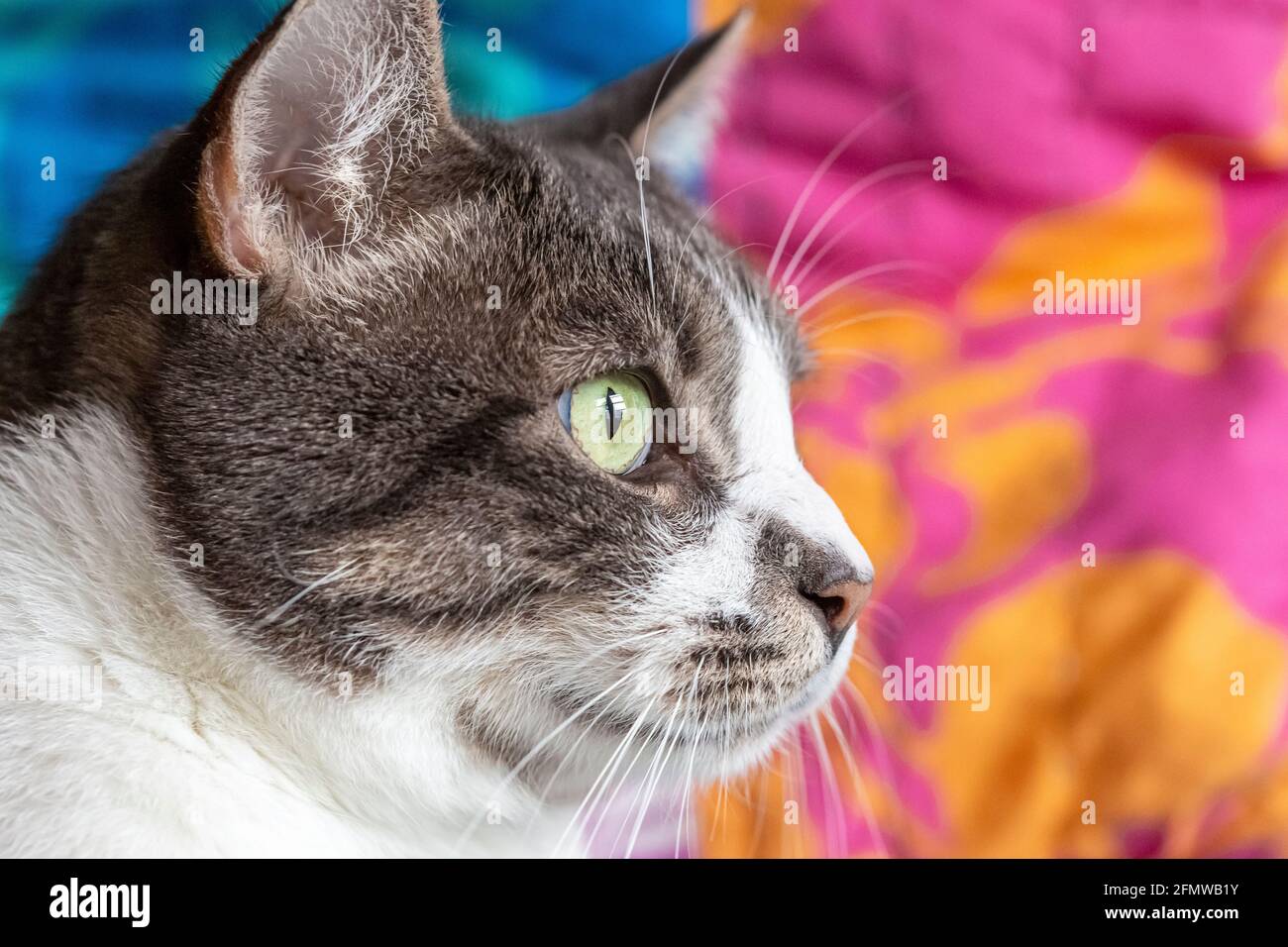 Profile of a Domestic Shorthair, striped grey and white tabby cat. Stock Photo