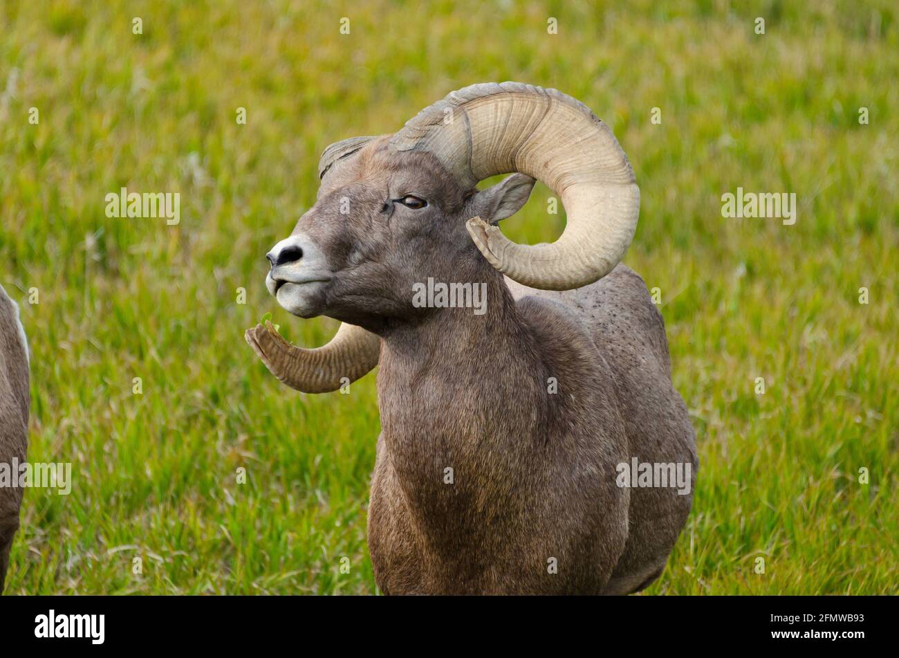 Bighorn Sheep in Badlands National Park, South Dakota, USA Stock Photo