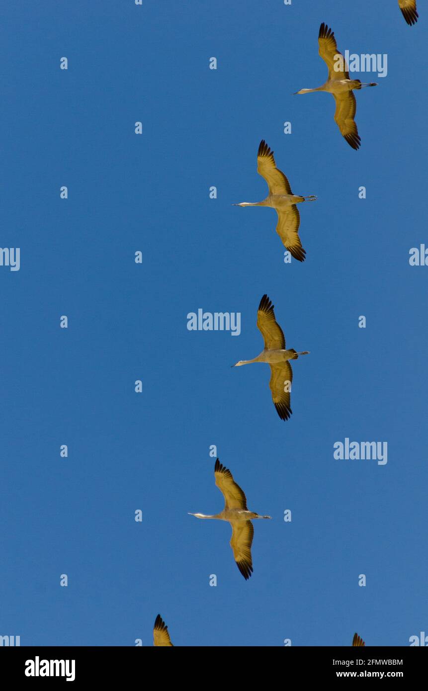 Sandhill Cranes and other birds at Willcox Playa Wildlife Area, Arizona Stock Photo