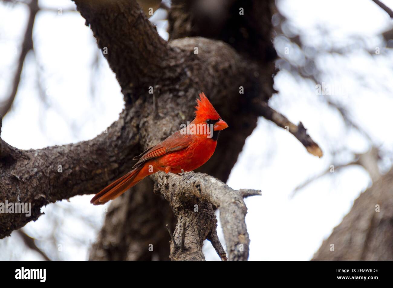 Cardinal Bird at Patagonia Lake, Arizona Stock Photo Alamy