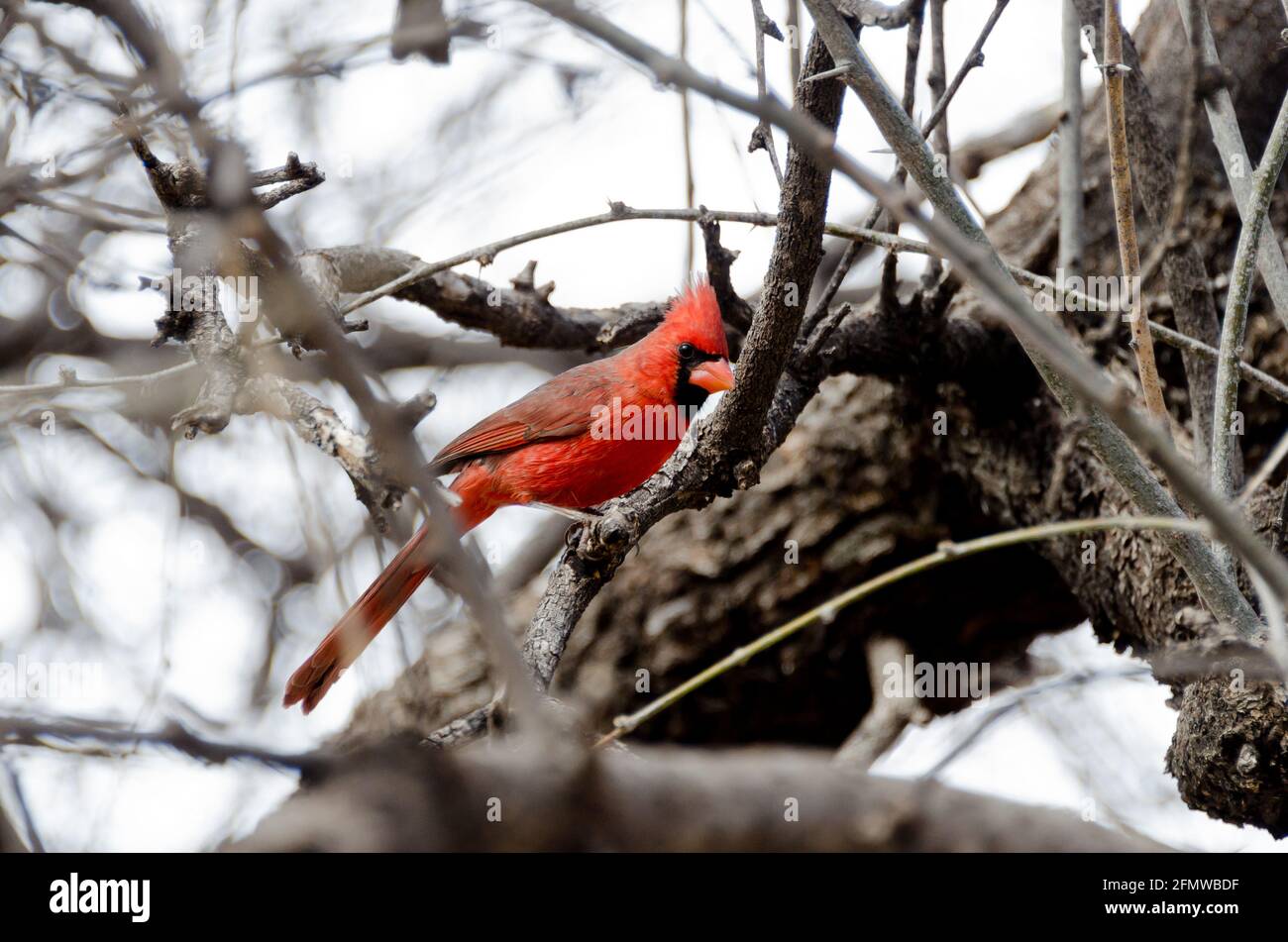 Cardinal Bird at Patagonia Lake, Arizona Stock Photo Alamy