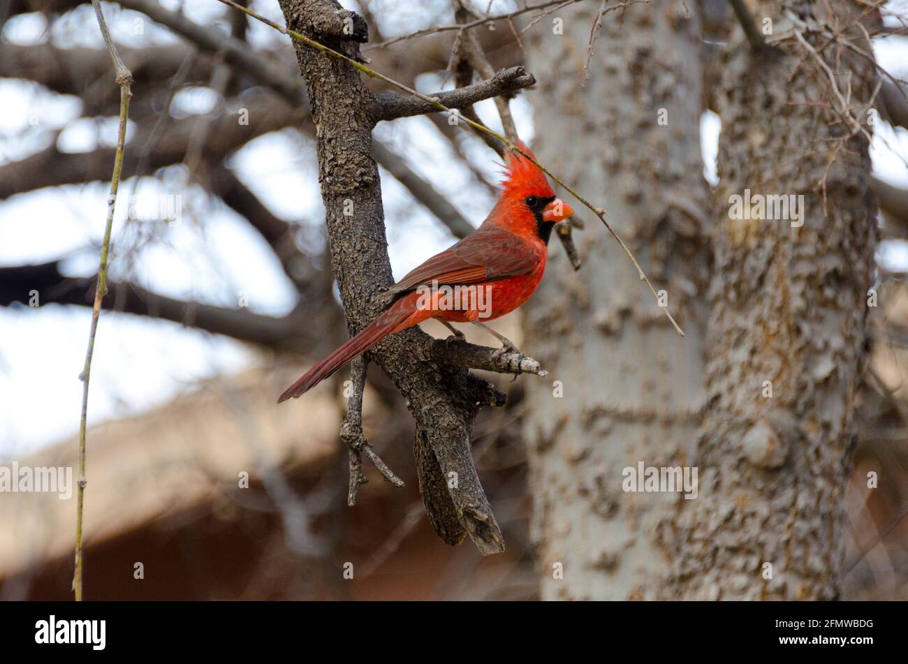 Cardinal Bird at Patagonia Lake, Arizona Stock Photo Alamy