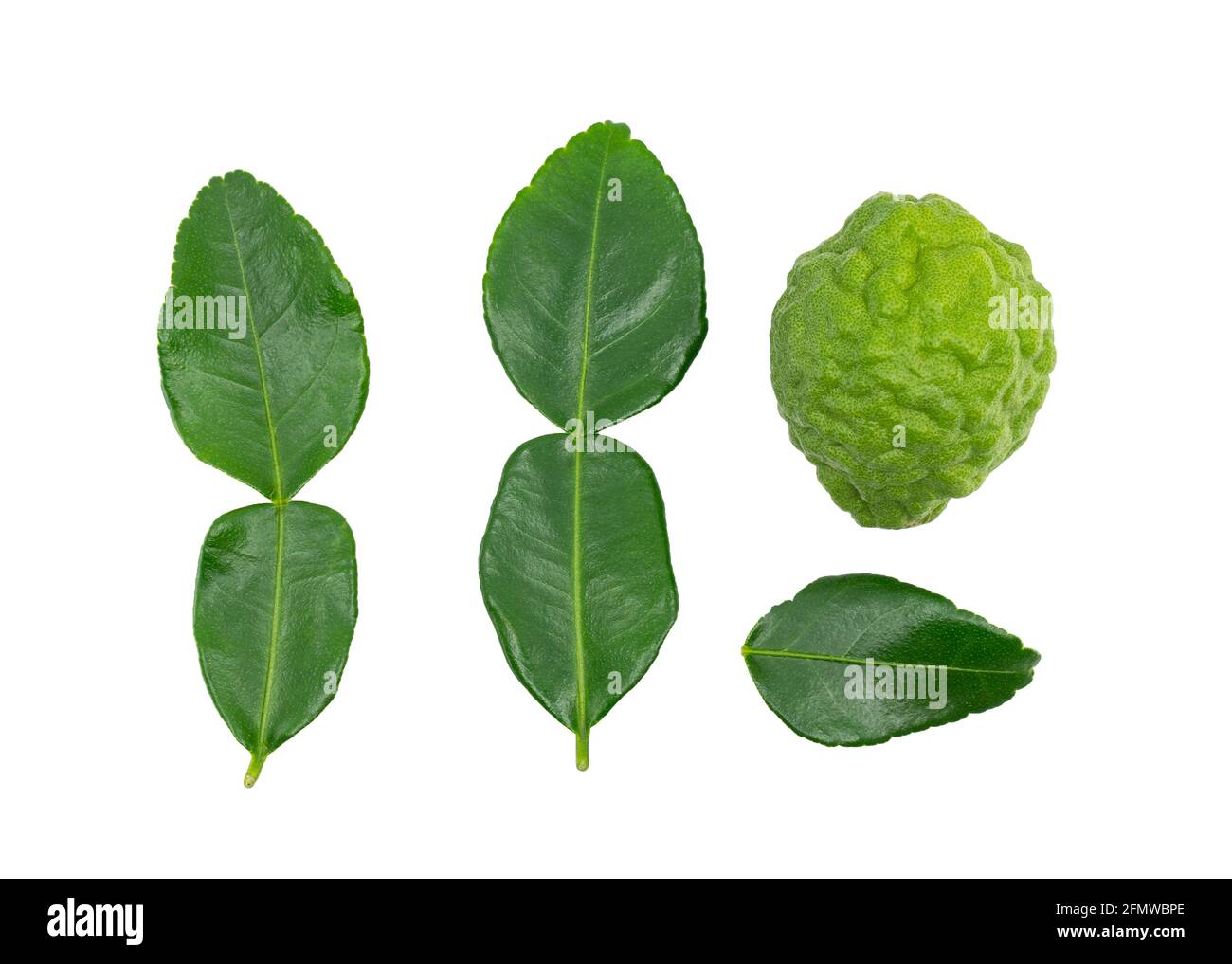 Isolated fresh bergamot fruit or kaffir lime and leaf on white background, arrangement of one bergamot fruit and different shape of the leaf, flat lay Stock Photo