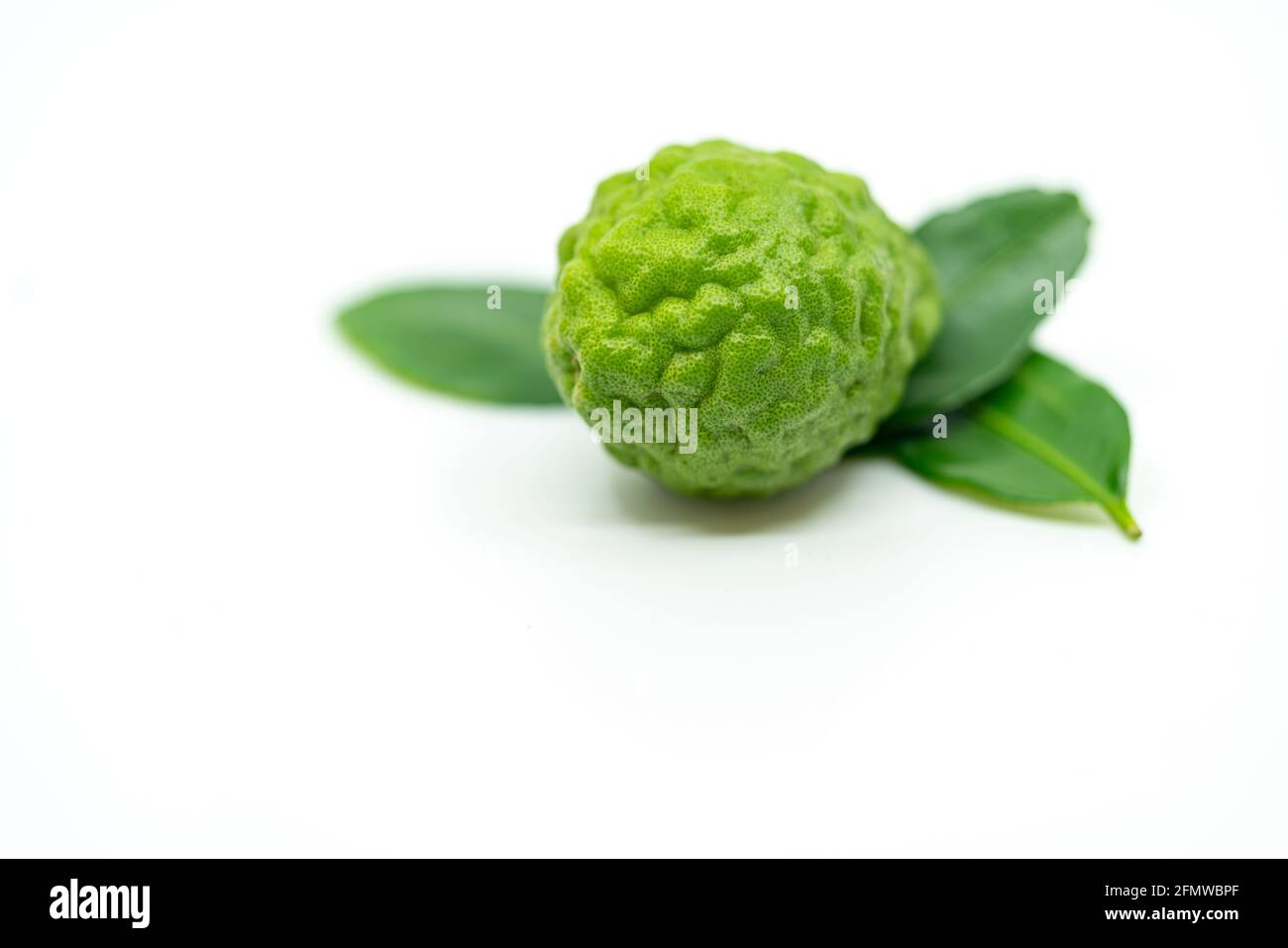 Isolated fresh bergamot fruit or kaffir lime on white background, beautiful arrangement of one bergamot fruit and its leaves, flat lay kaffir lime and Stock Photo