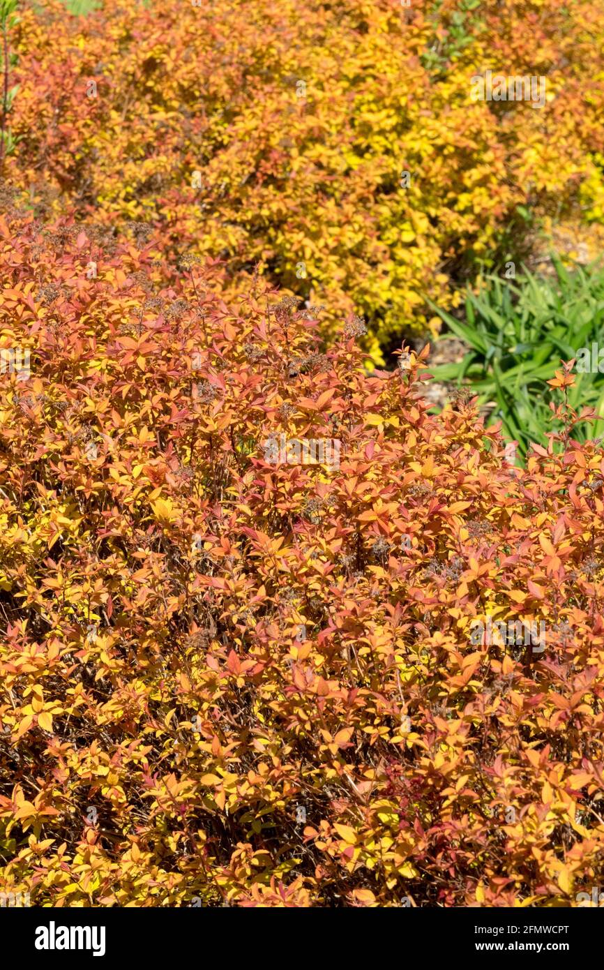 Spiraea japonica 'Goldflame' Japanese Spirea, Japanese Meadowsweet, Maybush, Foliage, Hedge Spiraea Stock Photo