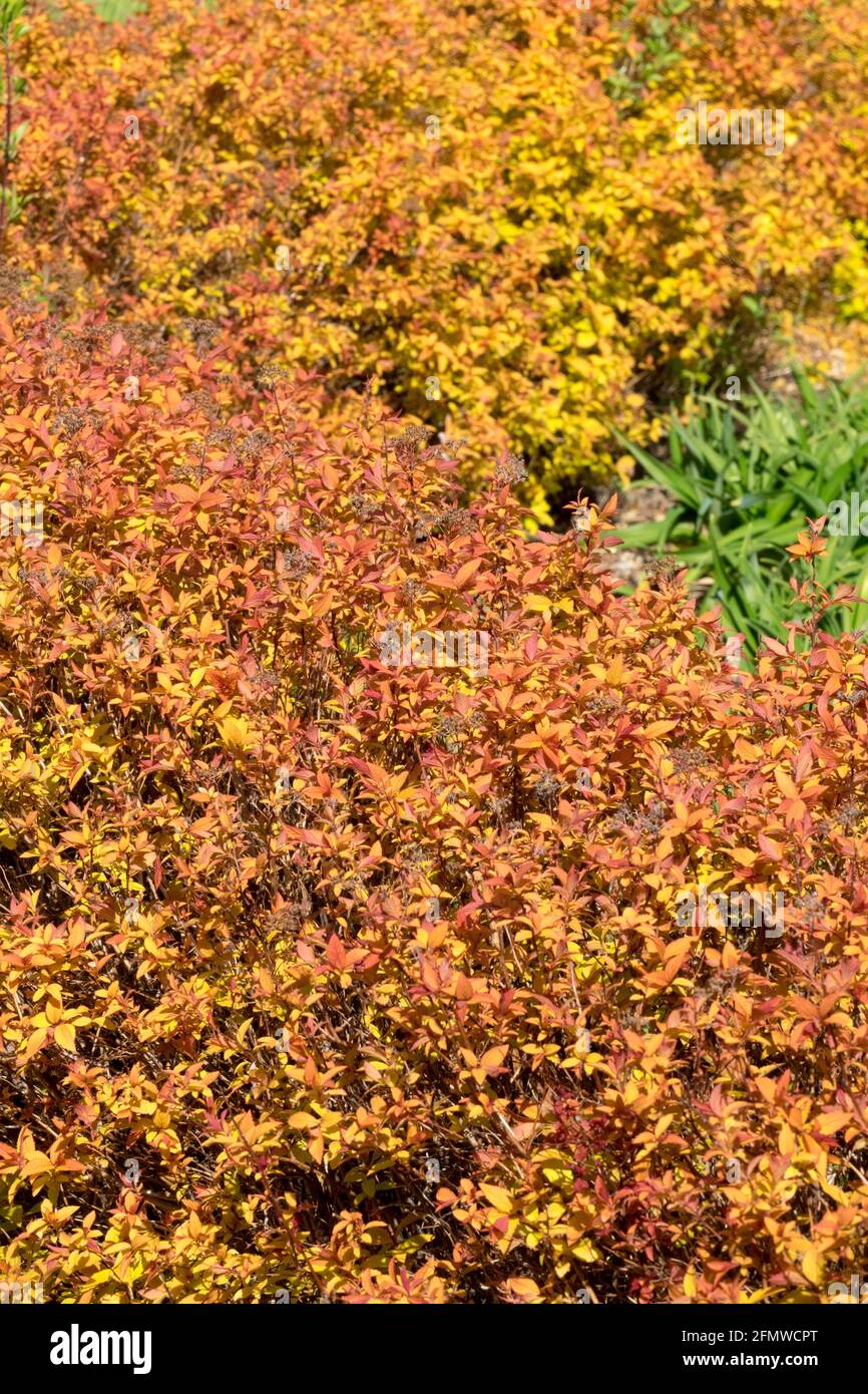 Spirea Hedge High Resolution Stock Photography and Images Alamy
