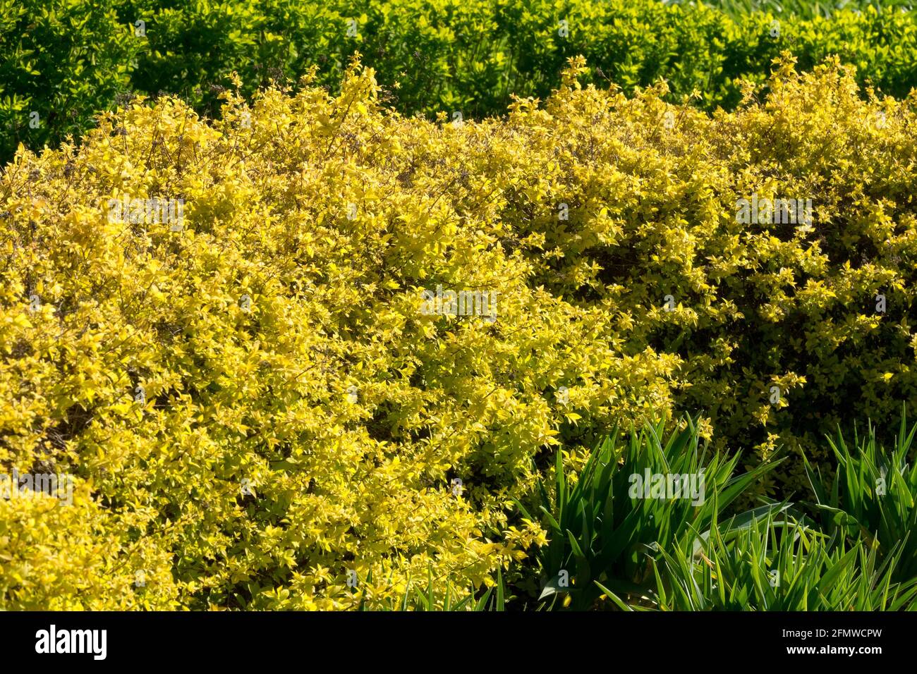 Spirea 'Golden Princess' Spiraea japonica hedge Stock Photo