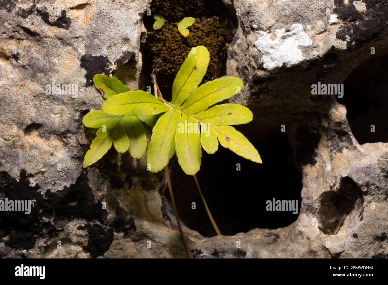 Young green leaf of Polypodium cambricum, the southern  or limestone polypody, a fern between rocks from Majorca Stock Photo