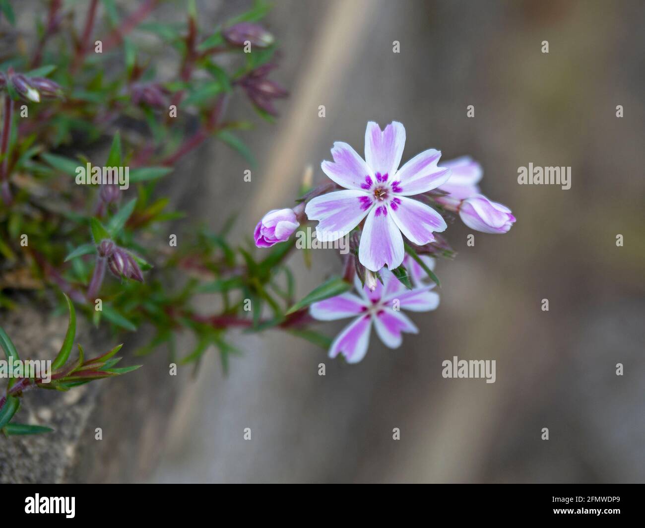 Closeup of delicate purple creeping phlox flowers Stock Photo