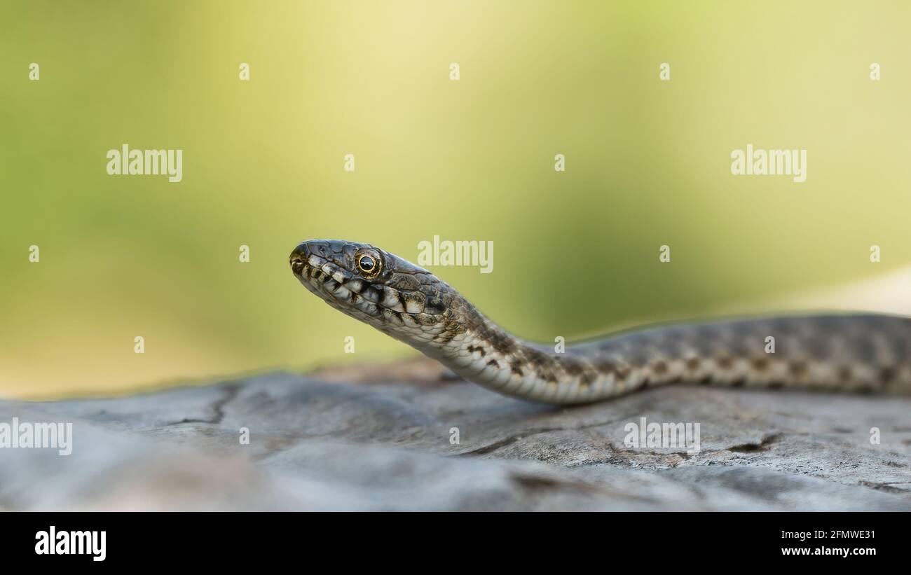 Dice snake (Natrix tessellata) close up on a yellow-green flowing background Stock Photo