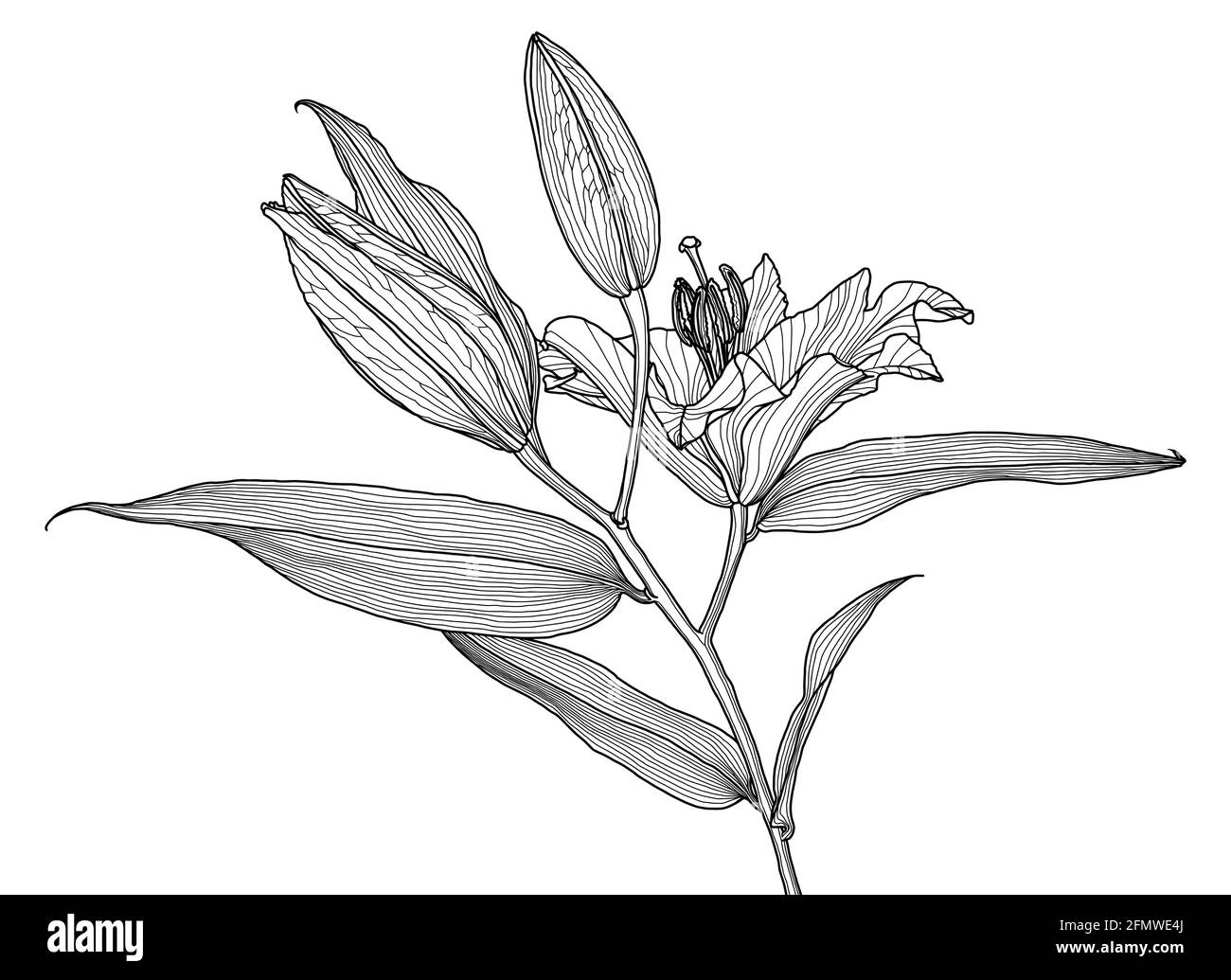 Realistic linear drawing of lily flower with leaves and buds, black graphics on white background, modern digital art. Element for design. Stock Vector