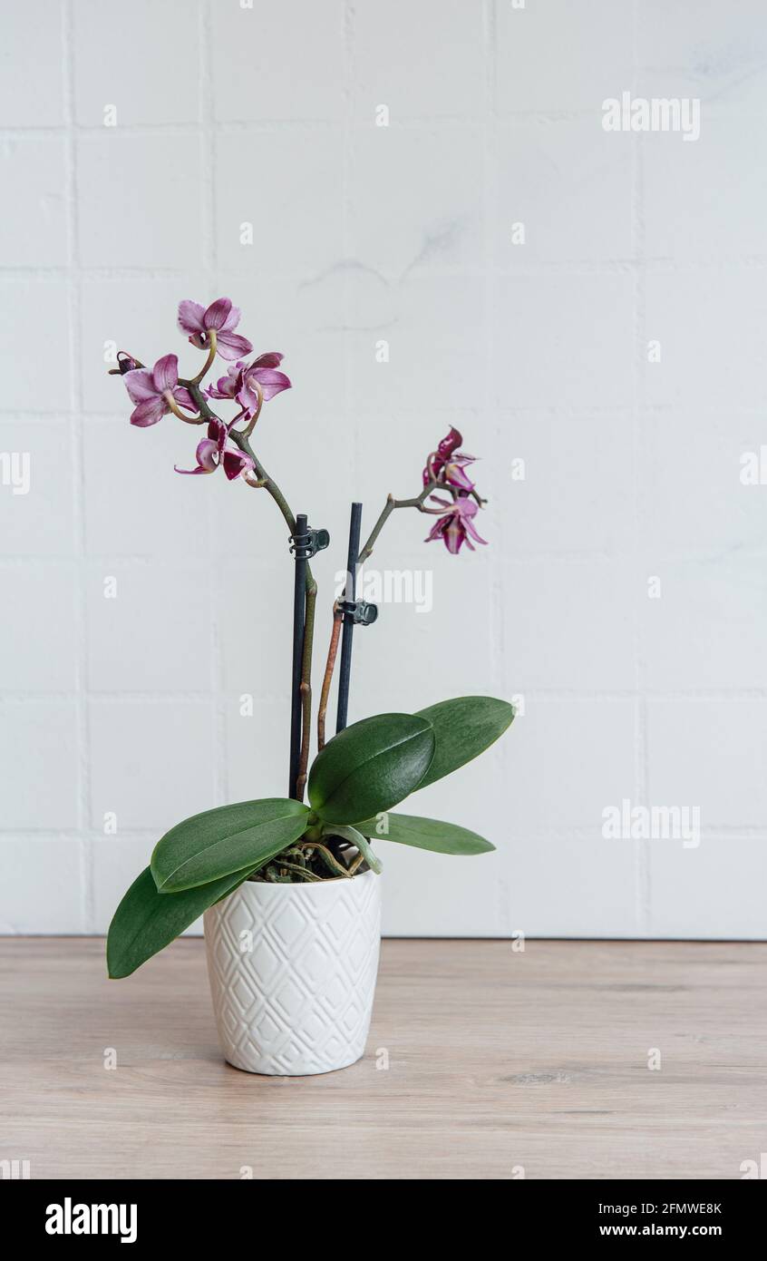 Closeup of purple phalaenopsis orchid in pot  on the table Stock Photo