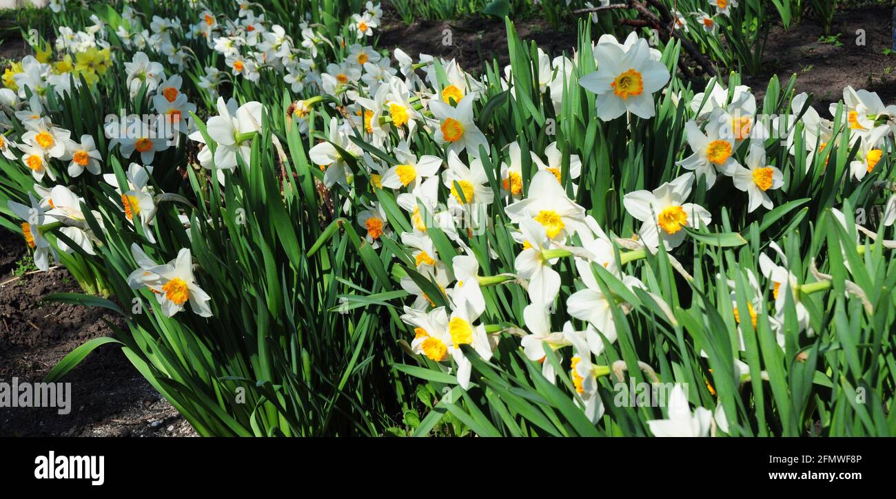 A large group of beautiful white and yellow daffodil flowers, narcissus flowers are blooming profusely in a low-maintenance flowerbed in spring. Stock Photo