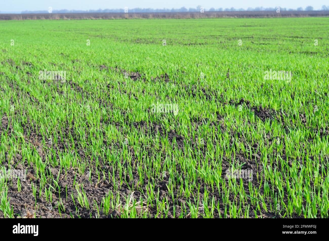 Agriculture, cereal farming, wheat and barley production: a field with young green winter wheat, barley shoots, sprouts early spring. Stock Photo