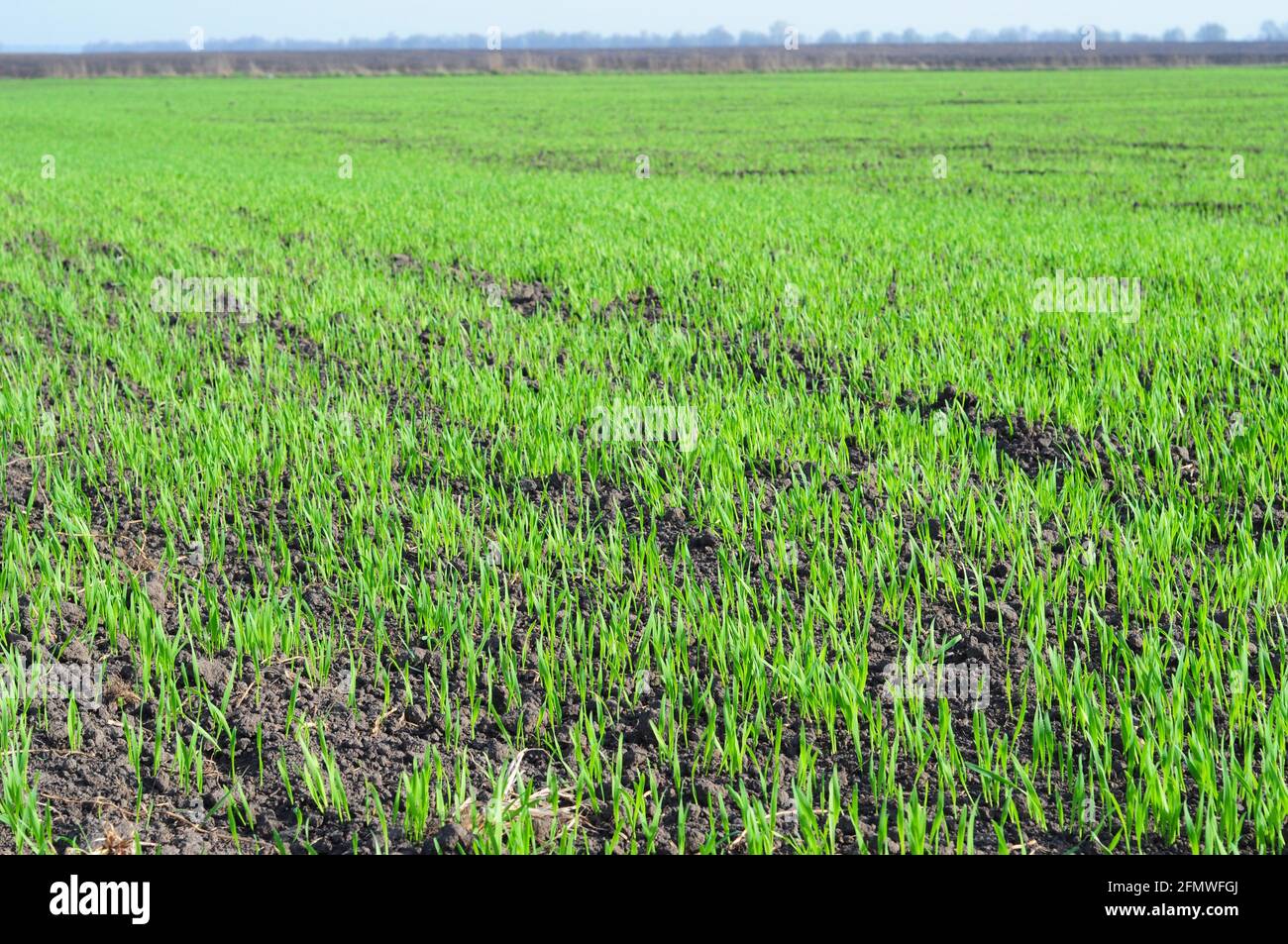Agriculture, cereal farming, wheat and barley production a field with