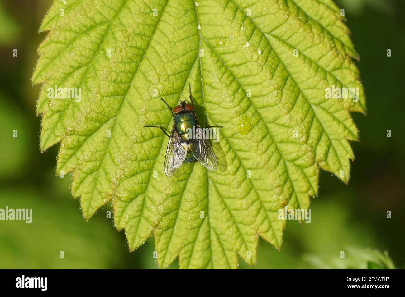Female green bottle fly (Lucilia) of the family blow flies, Calliphoridae on a leaf. In a Dutch garden. Spring, May, Holland Stock Photo