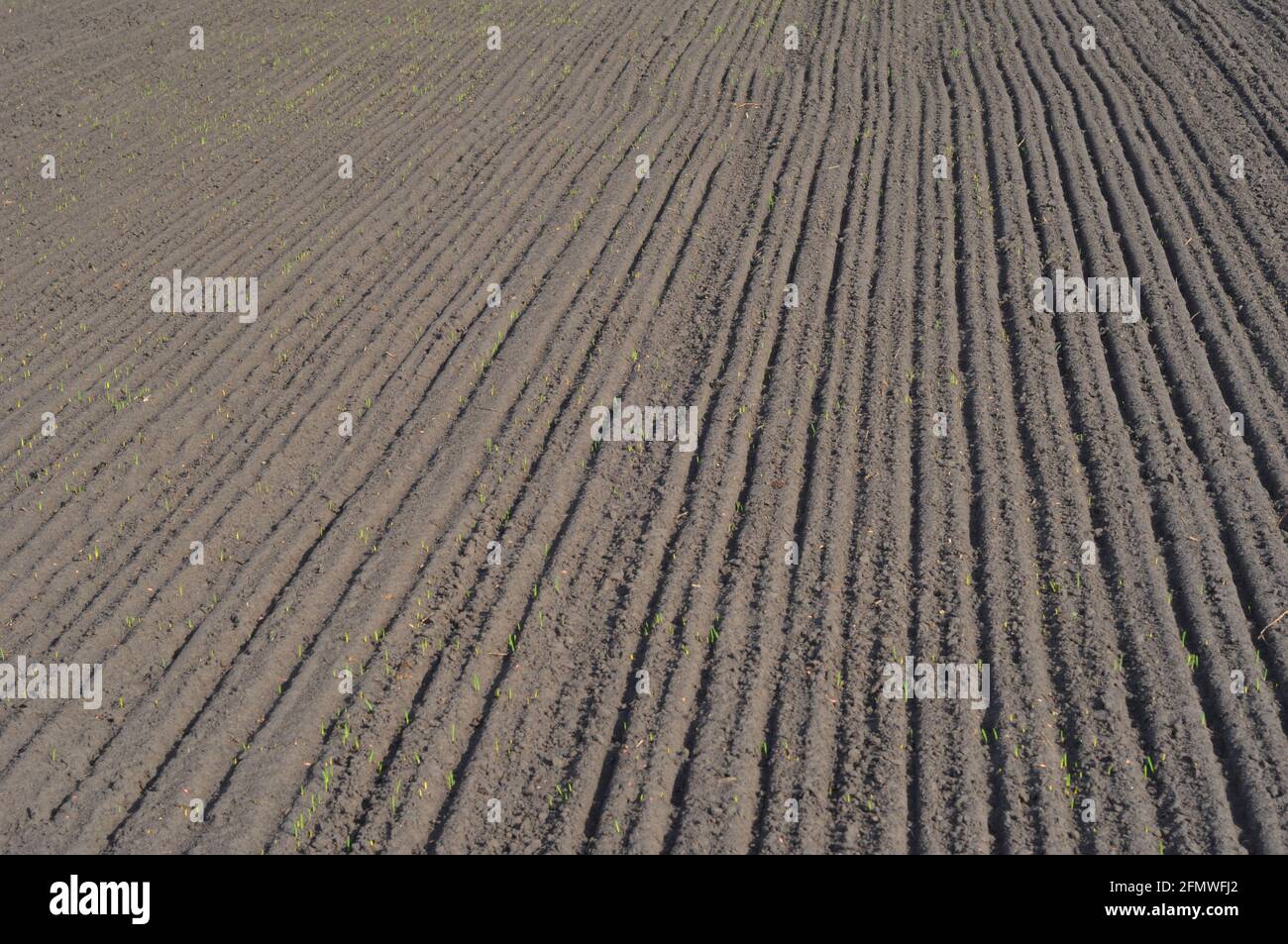 Agriculture: tilled, plowed and sowed black soil background. Seed sowing by placing seeds in furrows using drilling method. Stock Photo