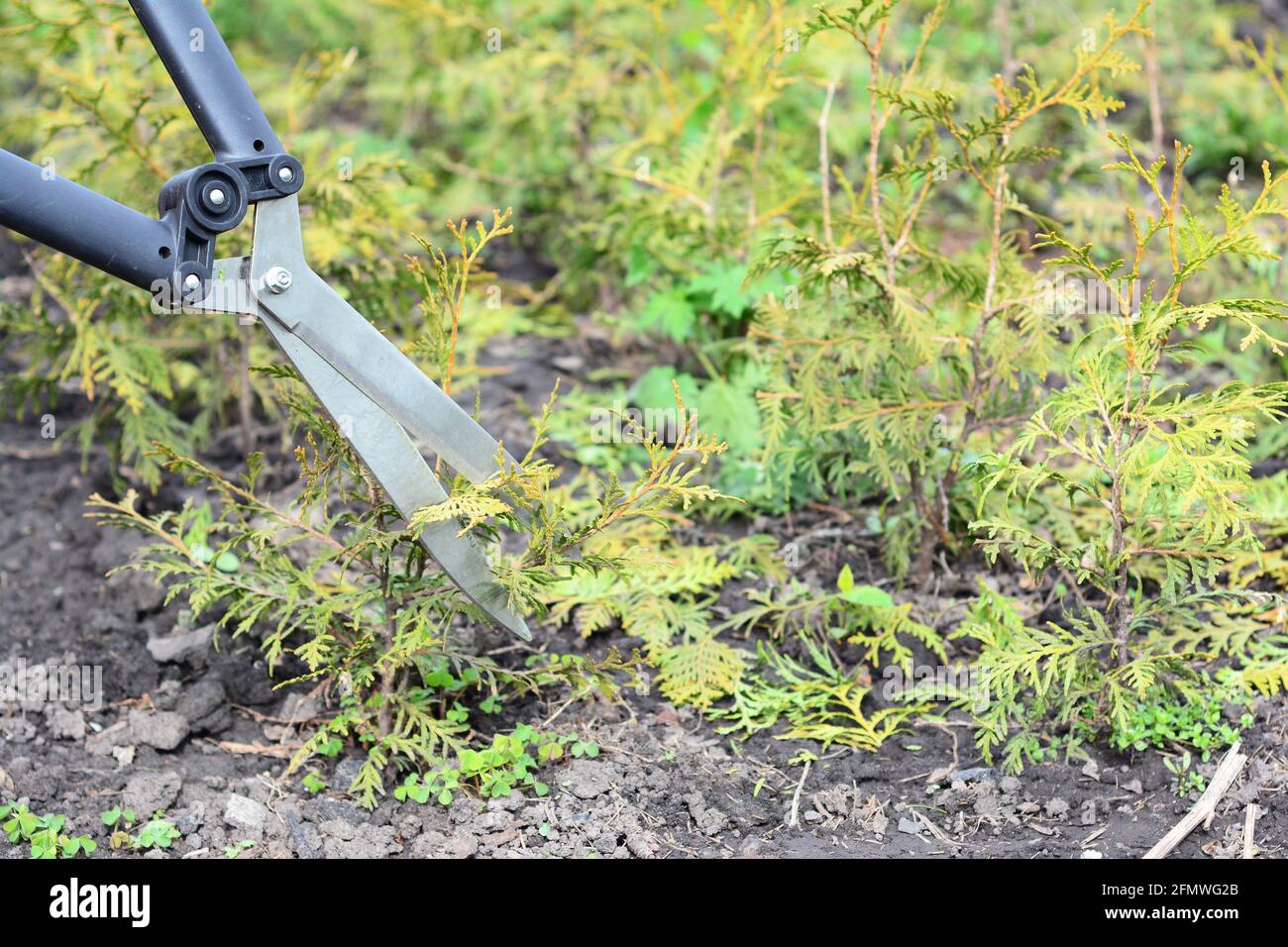 Growing evergreen thuja from small saplings. Trimming young thuja trees, thuja arborvitae with hedge shears to encourage branching and full foliage. Stock Photo