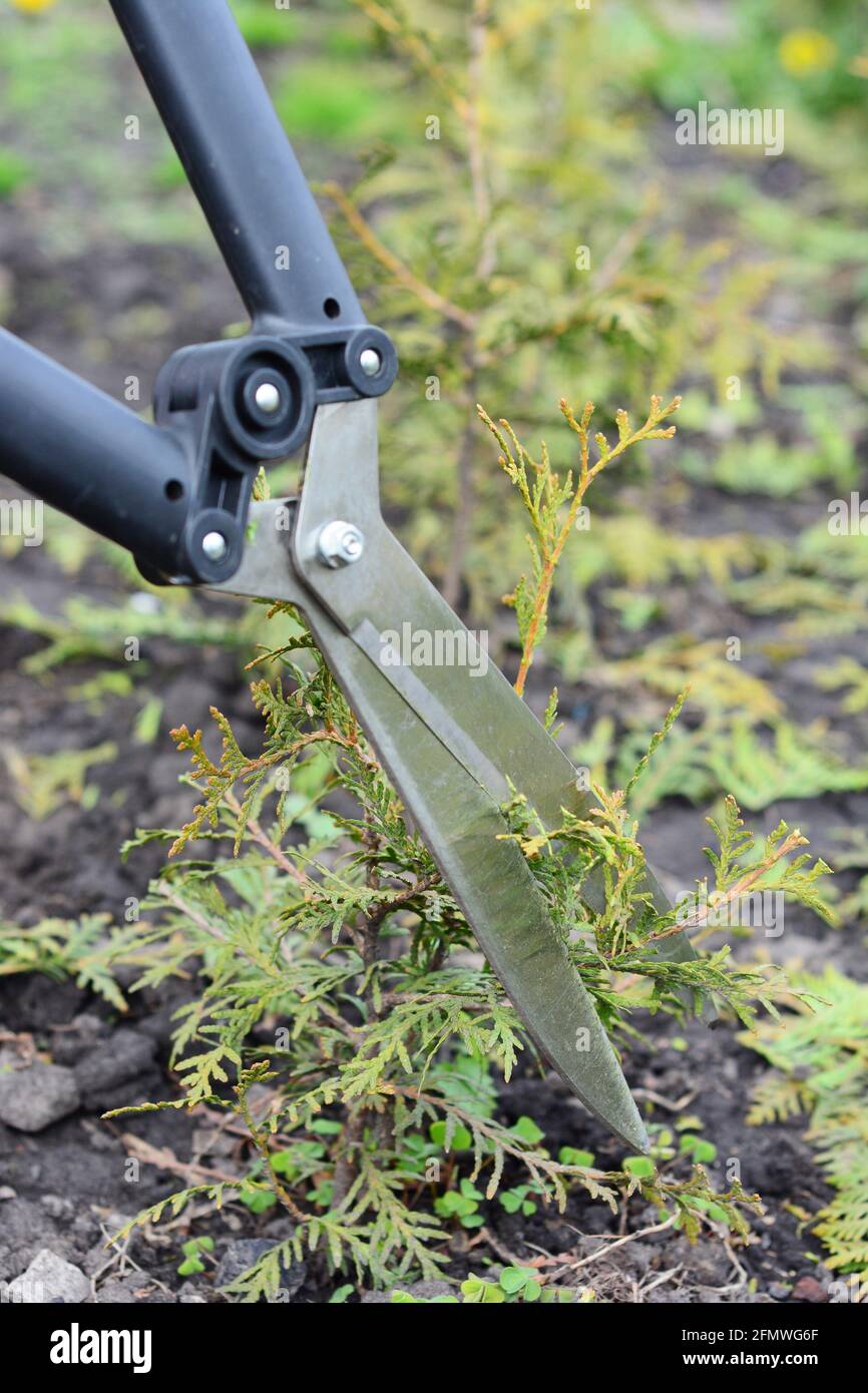 Pruning a sparse arborvitae: cutting and trimming some foliage of a young  thuja, arborvitae brabant plant to encourage new growth using hedge shears  Stock Photo - Alamy