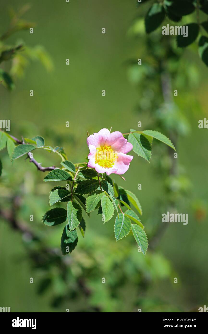 Dog rose - rosa canina Stock Photo - Alamy