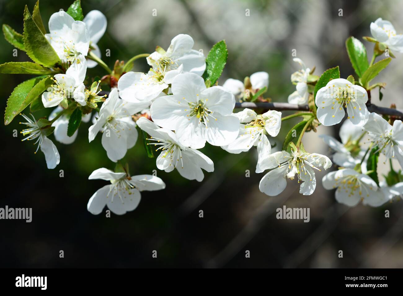 A close-up of a beautiful white cherry tree blossom. Delicate, tiny white cherry flowers with small green leaves of a cherry tree branch in spring. Stock Photo
