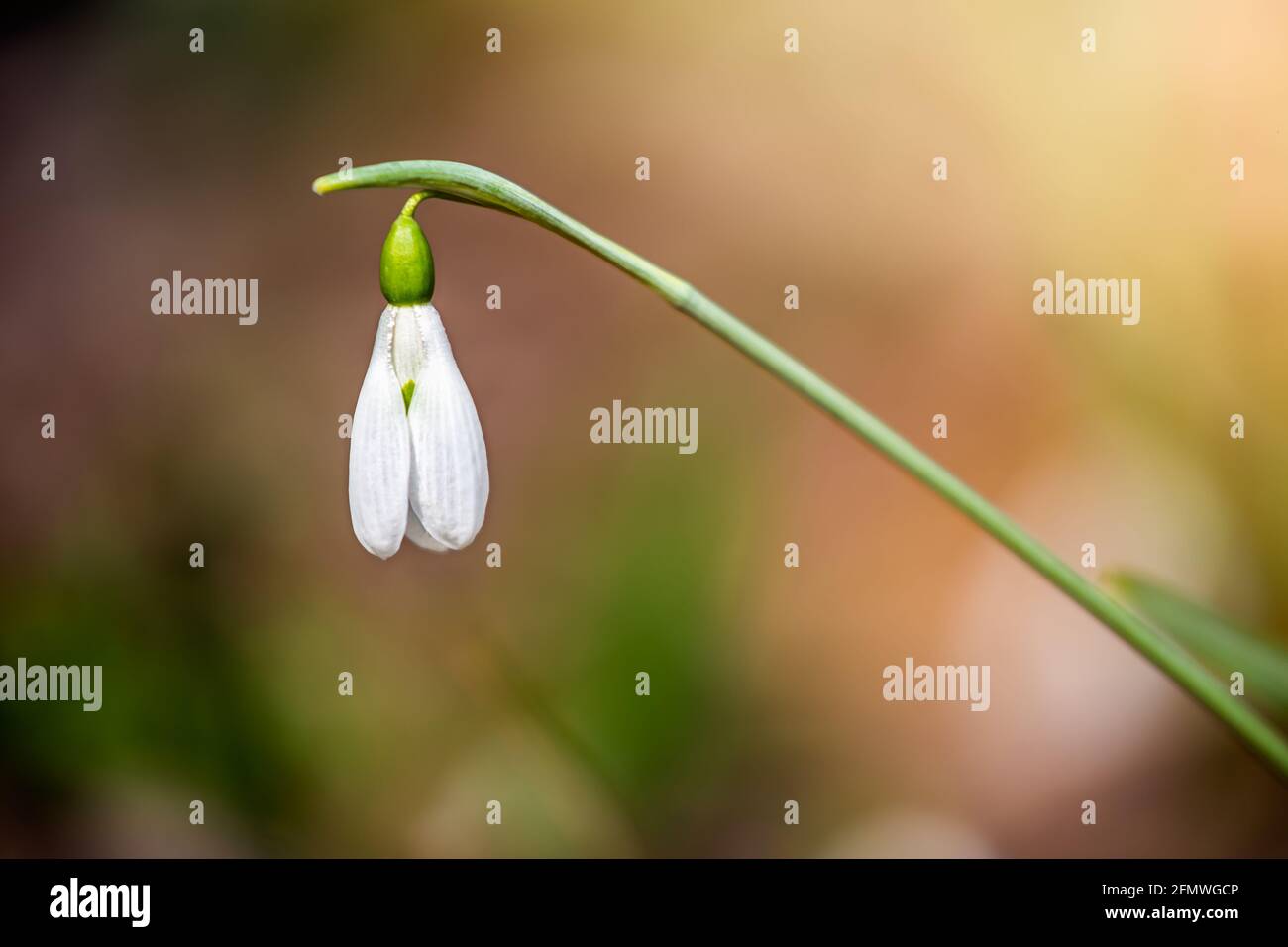 Snowdrop or common snowdrop (Galanthus nivalis) flower in the forest with warm sunshine at springtime. The first flowers of the Spring season are bloo Stock Photo